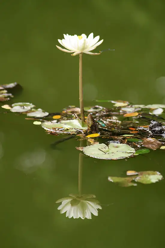 Lotus at Pune university campus